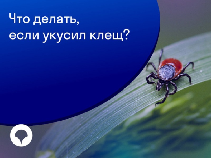 Памятка при укусе клеща: что надо знать.