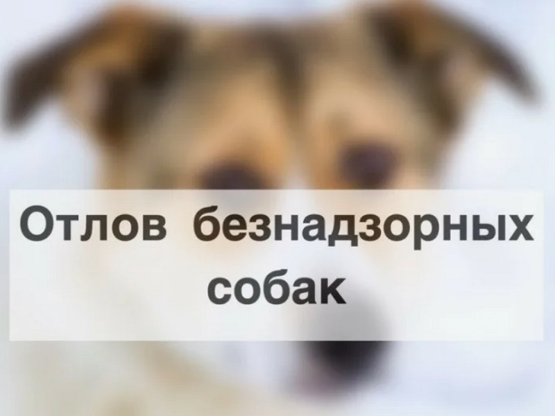 Отлов безнадзорных животных.